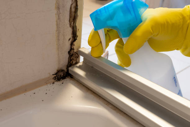 Best Attic Mold Remediation in Granger, WA