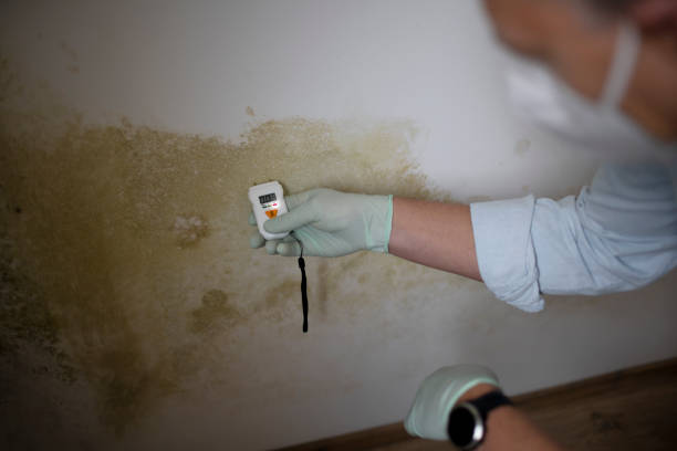 Best Localized Mold Remediation (e.g., coastal areas, humid climates) in Granger, WA