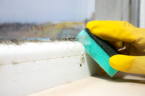 Best Mold Testing and Inspection Services in Granger, WA