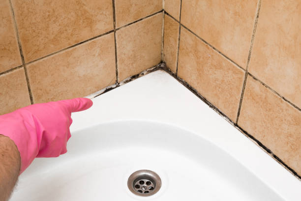 Best Kitchen Mold Remediation in Granger, WA